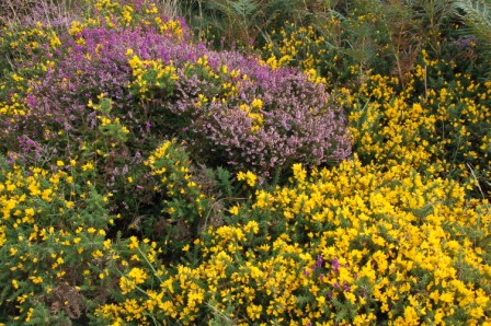 Dartmoor heide